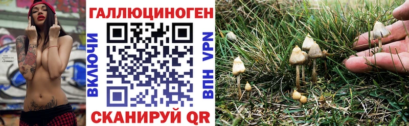 цена   Мариинск  Галлюциногенные грибы Psilocybe 